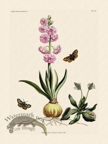 Wilkes Butterflies 063